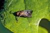 Oncopsis sp.